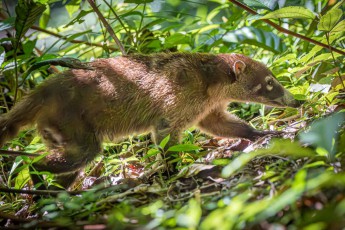 A coati near the Tiger Fern Waterfall Trail. With its snout lowered to the ground, it rummages through the damp leaves in search of food.