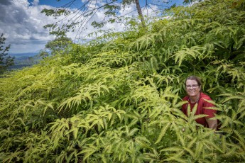 Annette is enjoying a bath in a sea of tiger ferns.