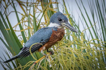 A Ringed Kingfisher holds its perch among drooping palm inflorescences, scanning.