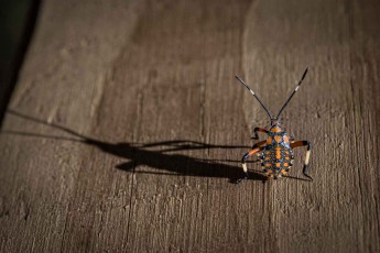 A vividly patterned stink bug on a wooden railing — the midday light casts a sharp shadow.