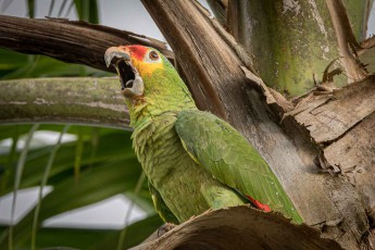 The call of the red-lored Amazon cuts through the thicket of palm trees. With her green plumage, she is almost invisible amongst the foliage.