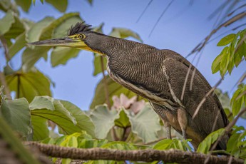 Hidden amongst the foliage and branches, a Bare-throated Tiger-Heron is keeping an eye out for me.