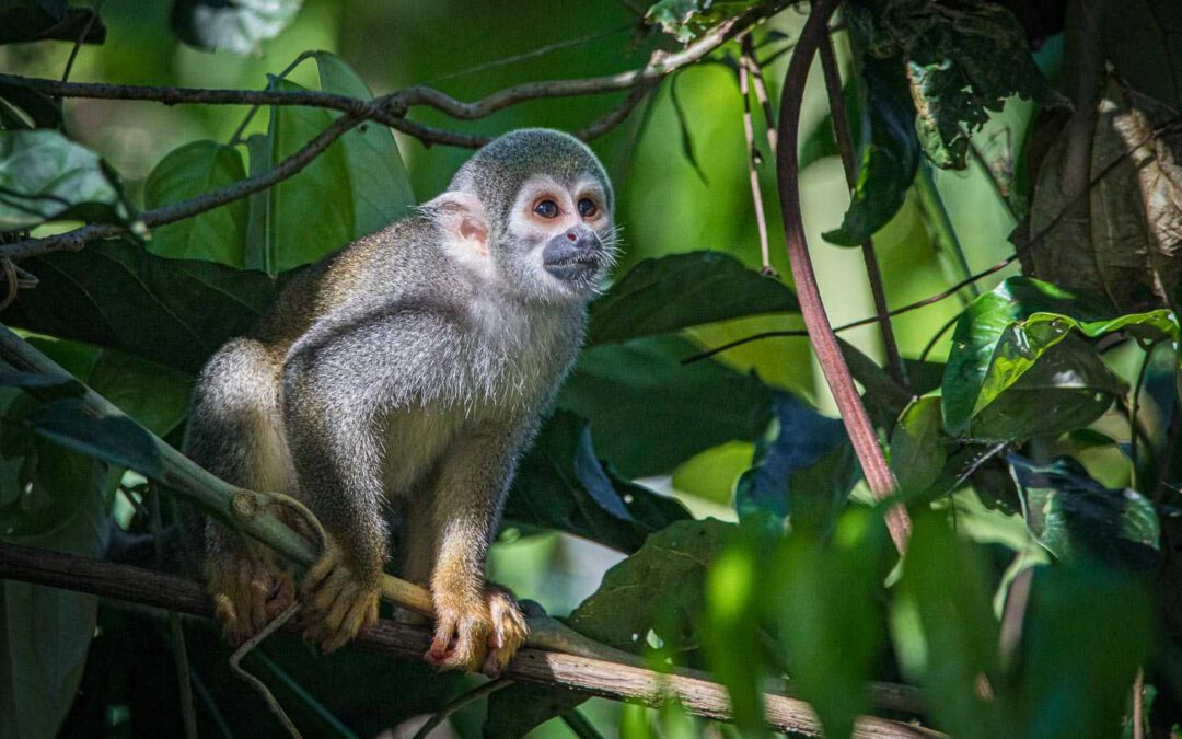 Beyond Ecuador’s Amazon