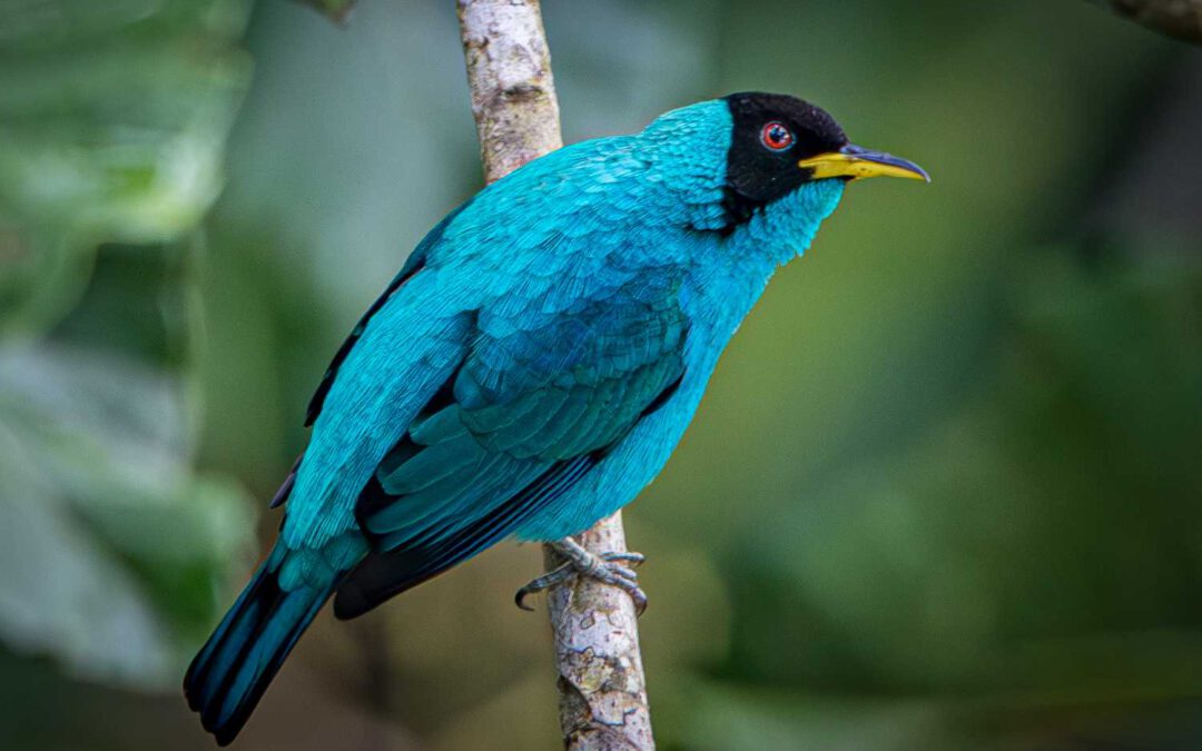 Naturwunder in Ecuadors Amazonas