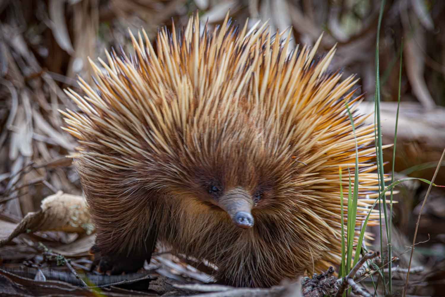 Kangaroo Island: Ein Kurzschnabeligel – goldbraune Stacheln, kleines Knopfauge, stoische Miene. Einer der letzten eierlegenden Säugetiere der Erde.