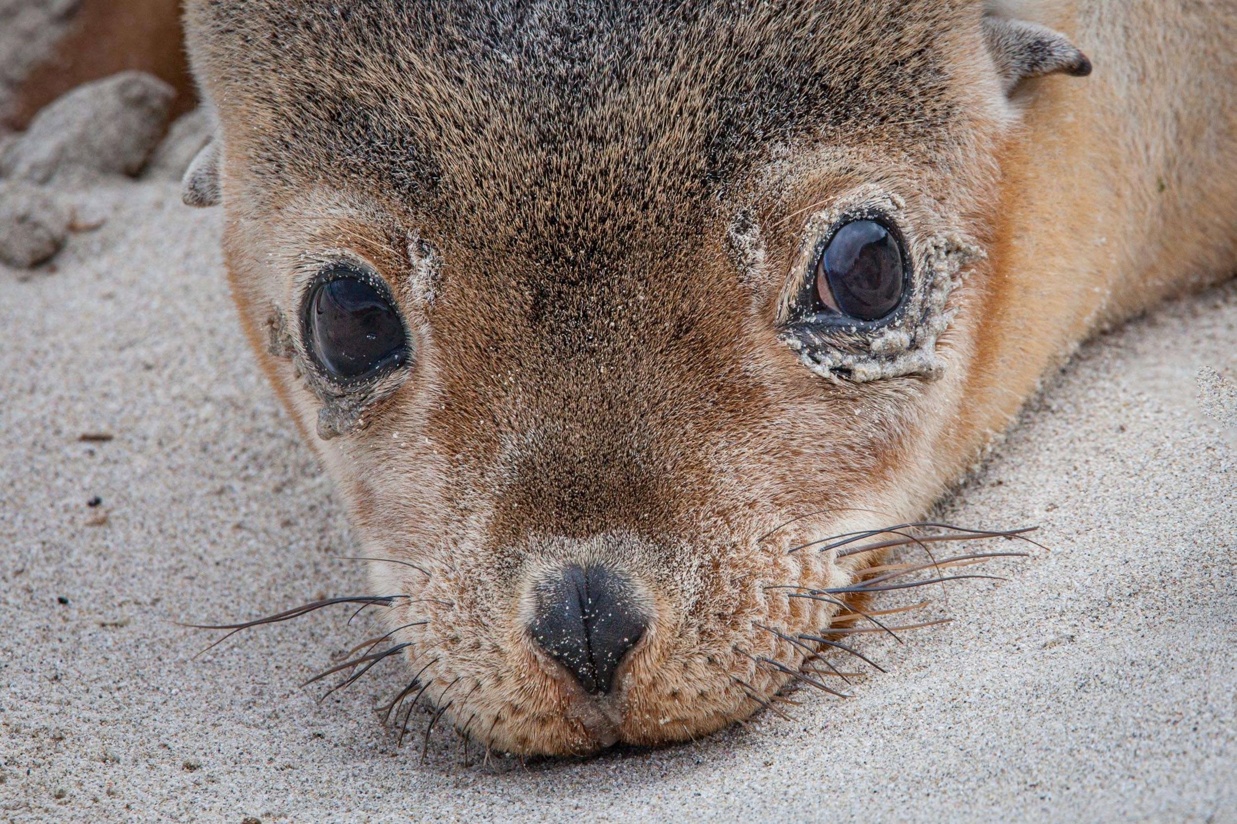 Junger Australischer Seelöwe am Strand, den Kopf zur Seite gedreht.