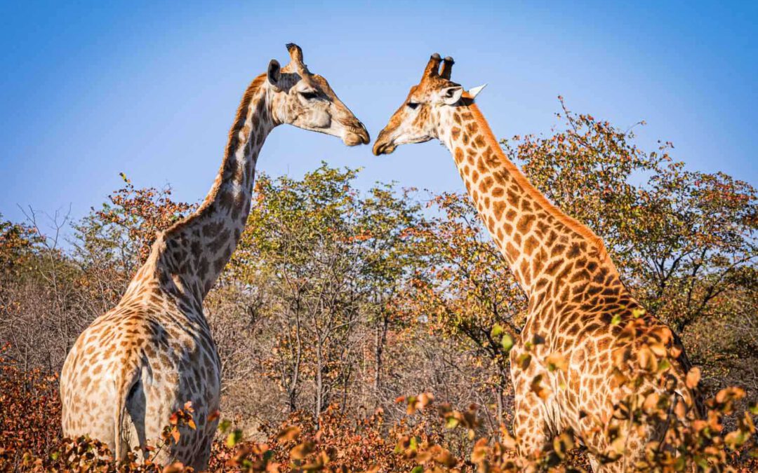 Fotogalerie Botswana