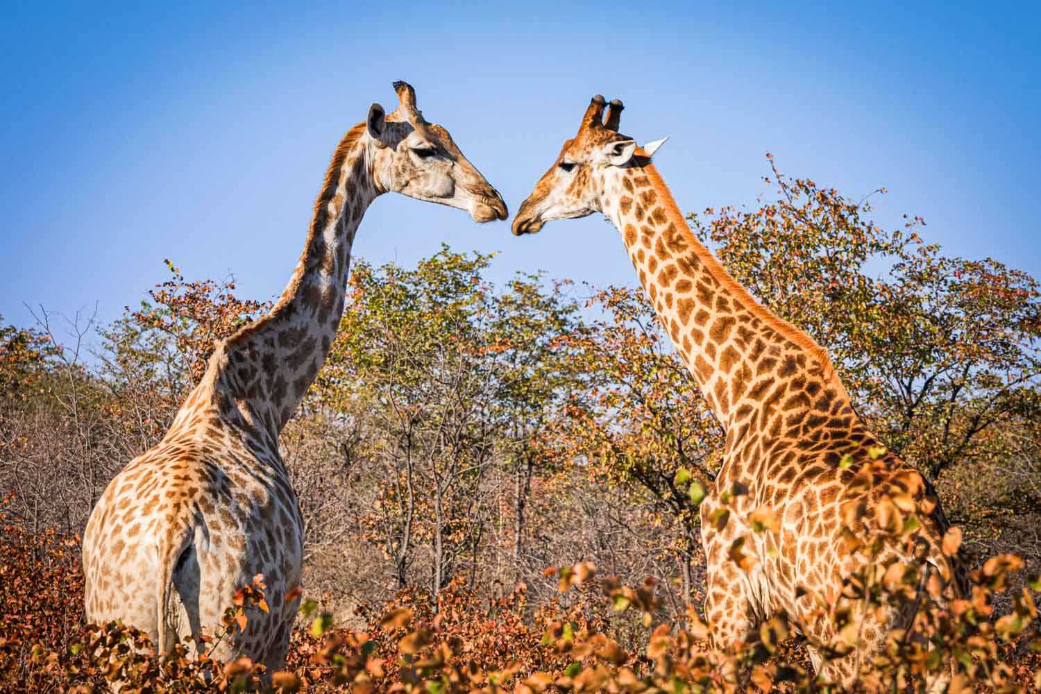 Zwei Hälse, ein Blick: Ein Giraffenpaar ragt über den Busch von Lotsane – die Tiere kamen erst nach der Rodung ins Reservat.