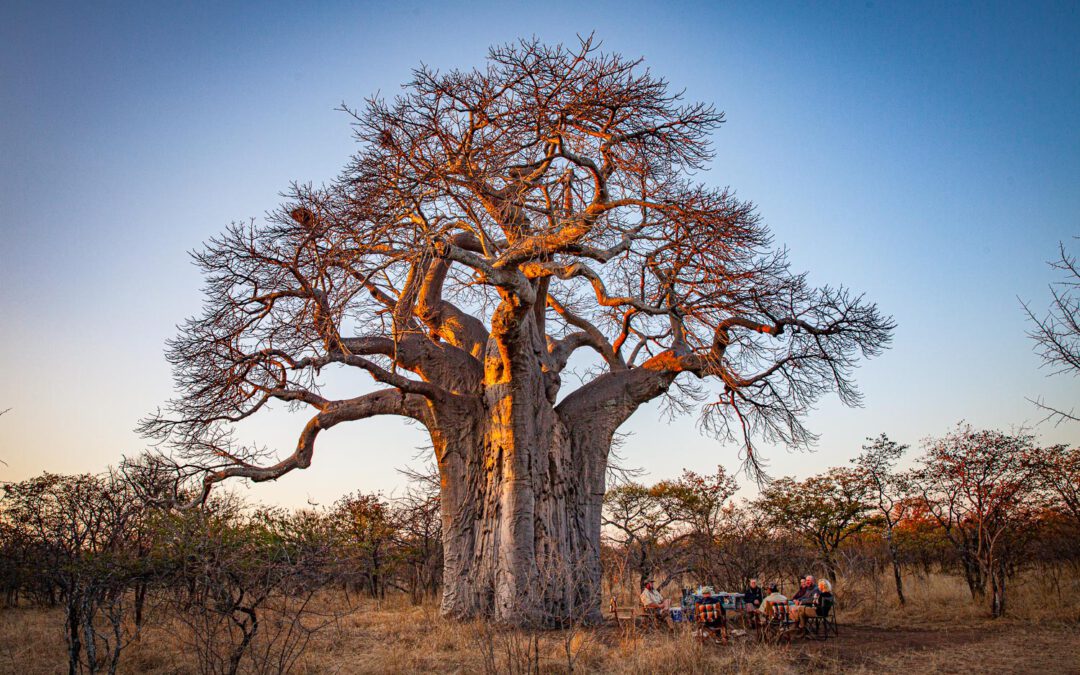 Diesseits in Botswana – ein afrikanischer Traum