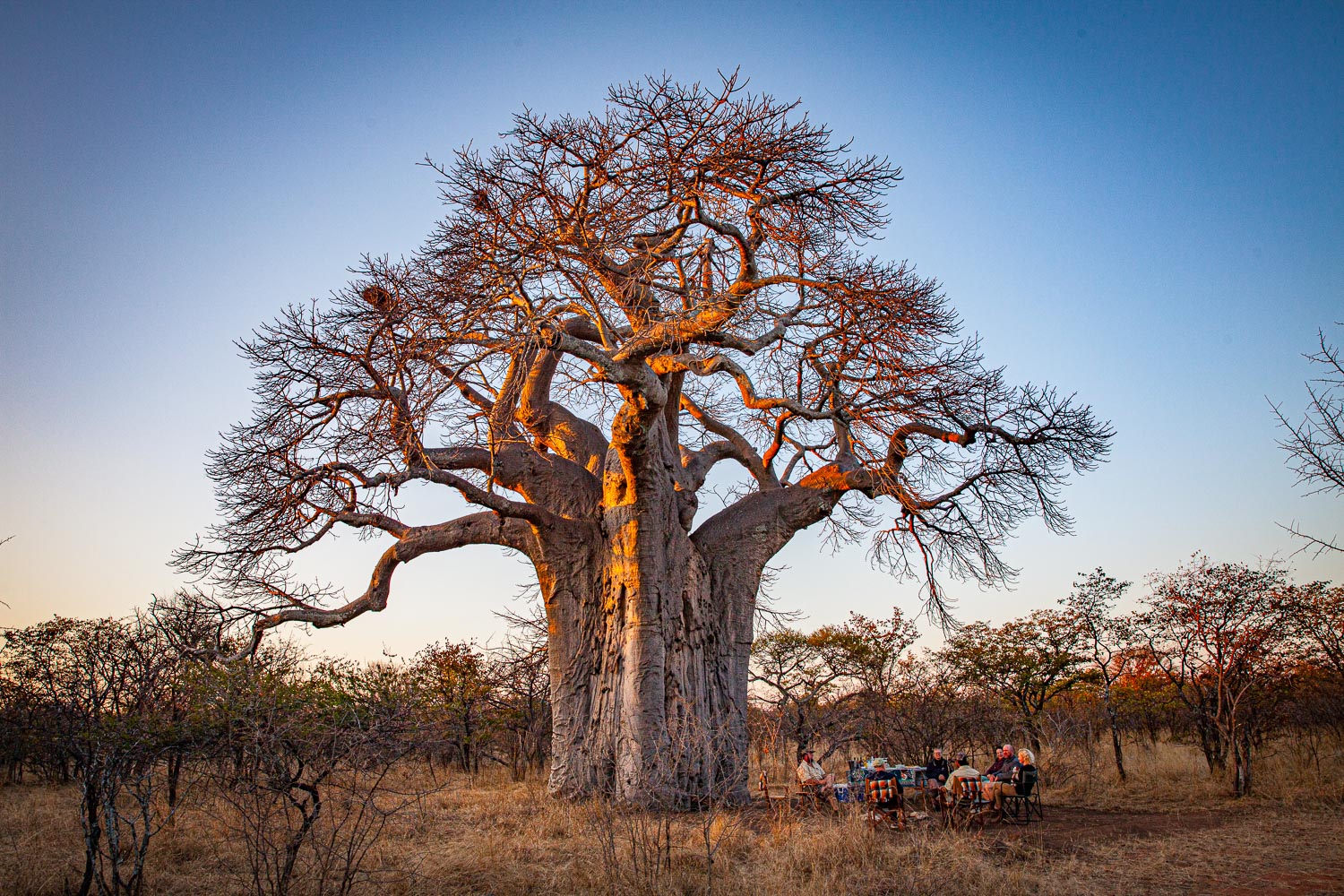 Mächtiger Baobab im Abendlicht, an seinem Fuß ein gedeckter Tisch mit Gästen.